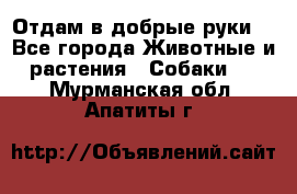 Отдам в добрые руки  - Все города Животные и растения » Собаки   . Мурманская обл.,Апатиты г.
